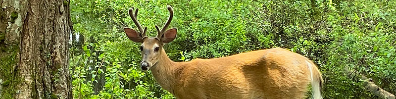 deer on the property