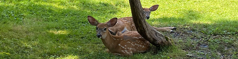 deer on the property